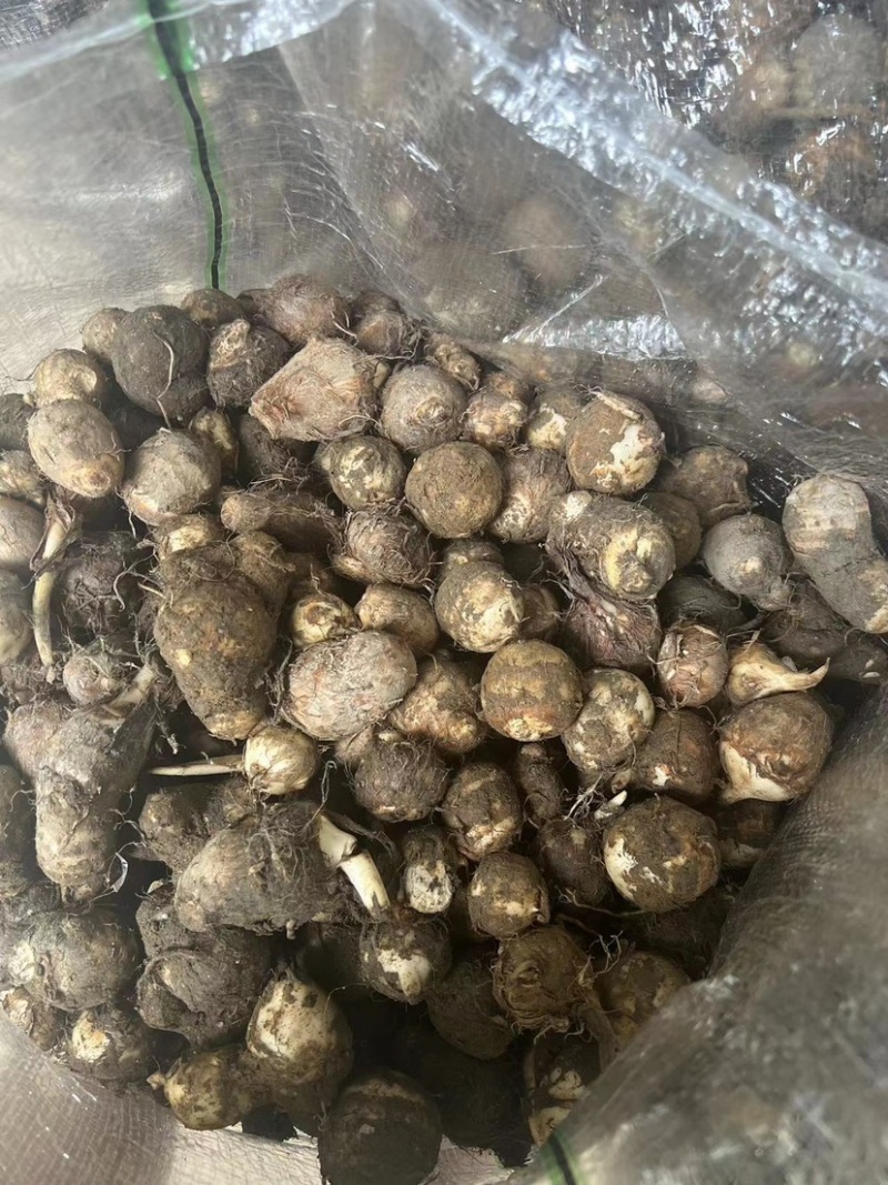 福建，芋子新鲜，白芽芋头红芽芋毛芋电商产地直销