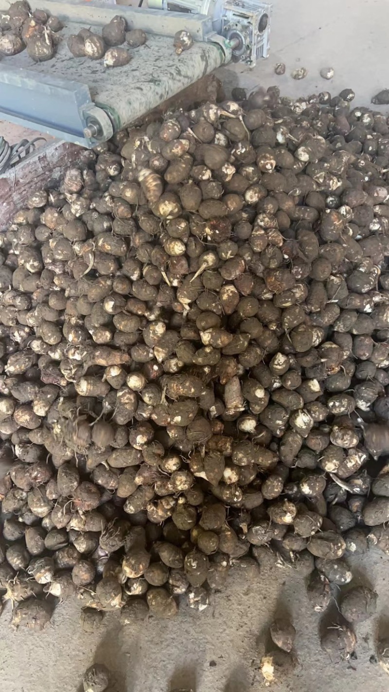 福建，芋子新鲜，白芽芋头红芽芋毛芋电商产地直销