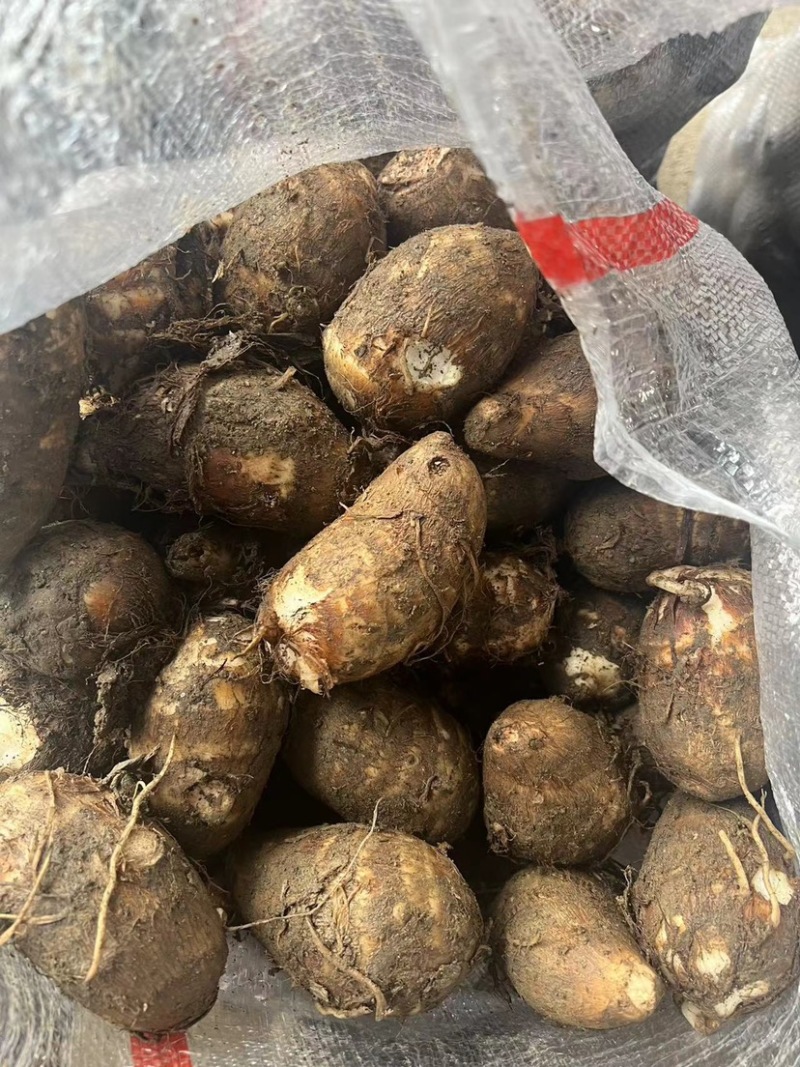 福建，芋子新鲜，白芽芋头红芽芋毛芋电商产地直销