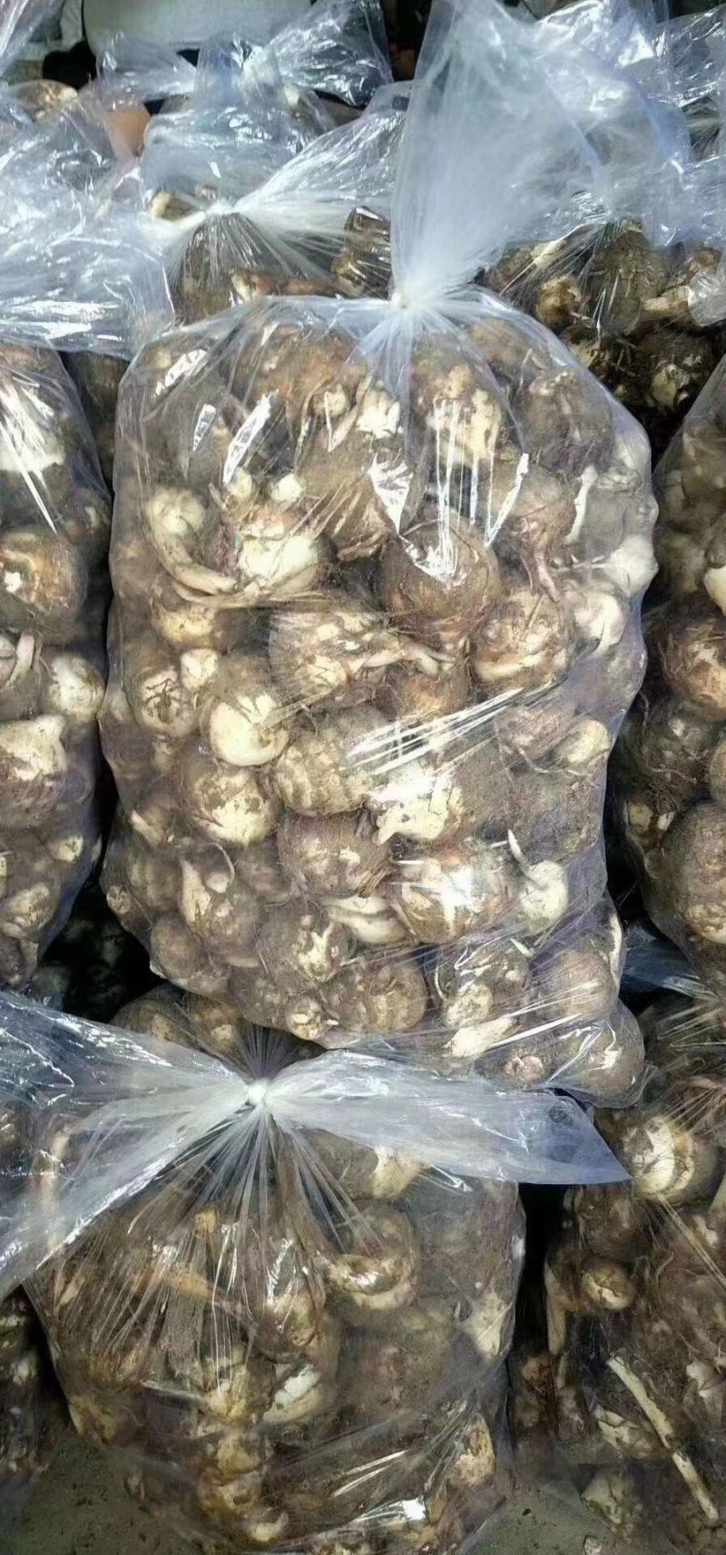 福建，芋子新鲜，白芽芋头红芽芋毛芋电商产地直销