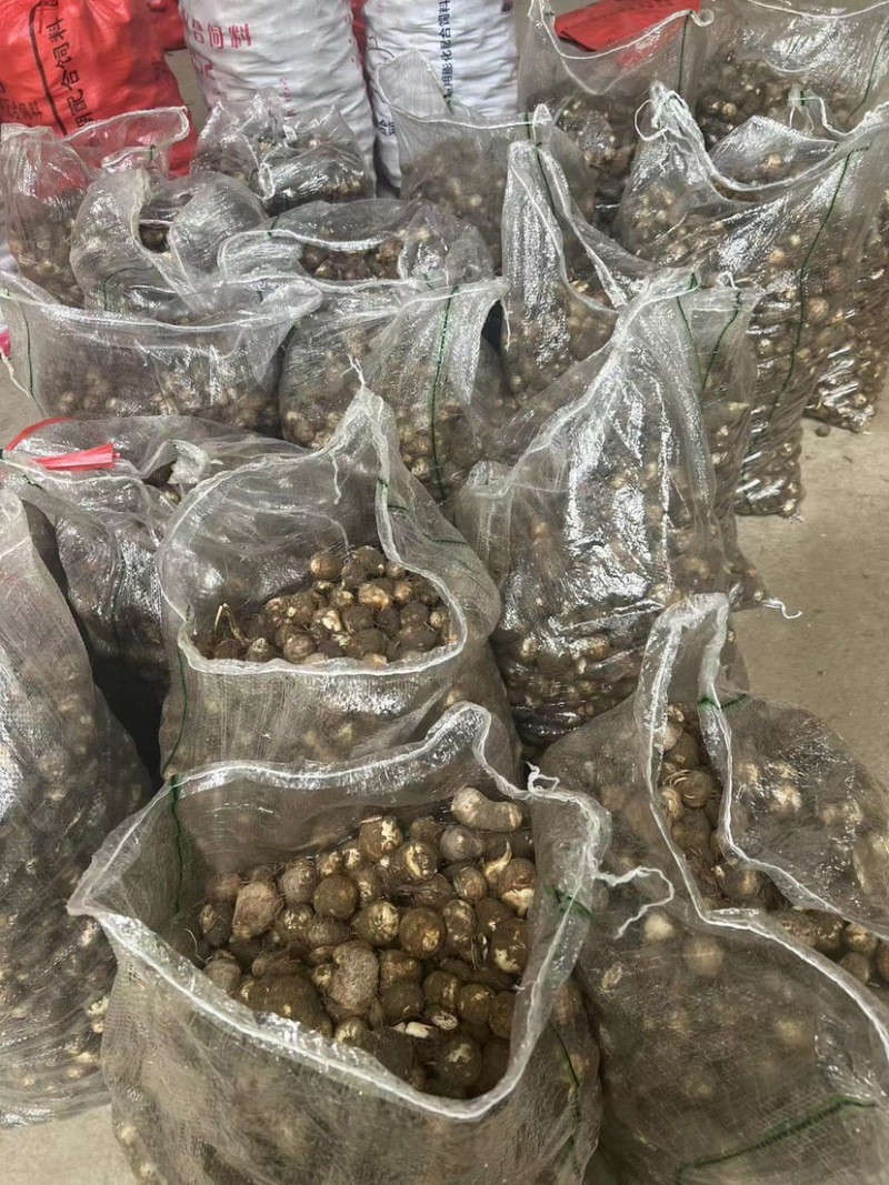 福建，芋子新鲜，白芽芋头红芽芋毛芋电商产地直销