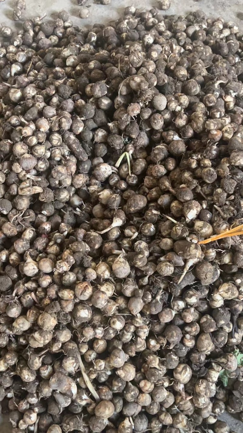 福建，芋子新鲜，白芽芋头红芽芋毛芋电商产地直销