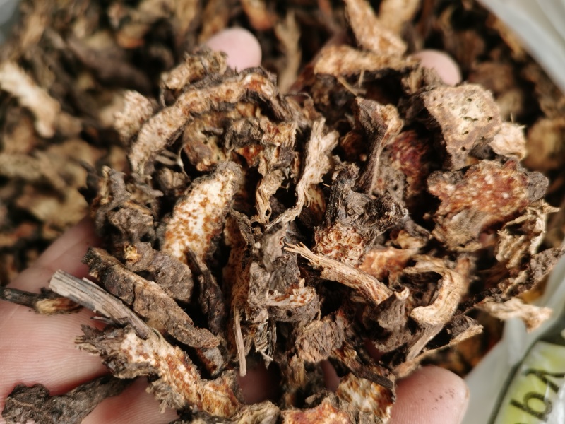 羌活系野生货