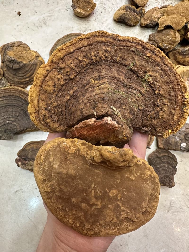 桑黄