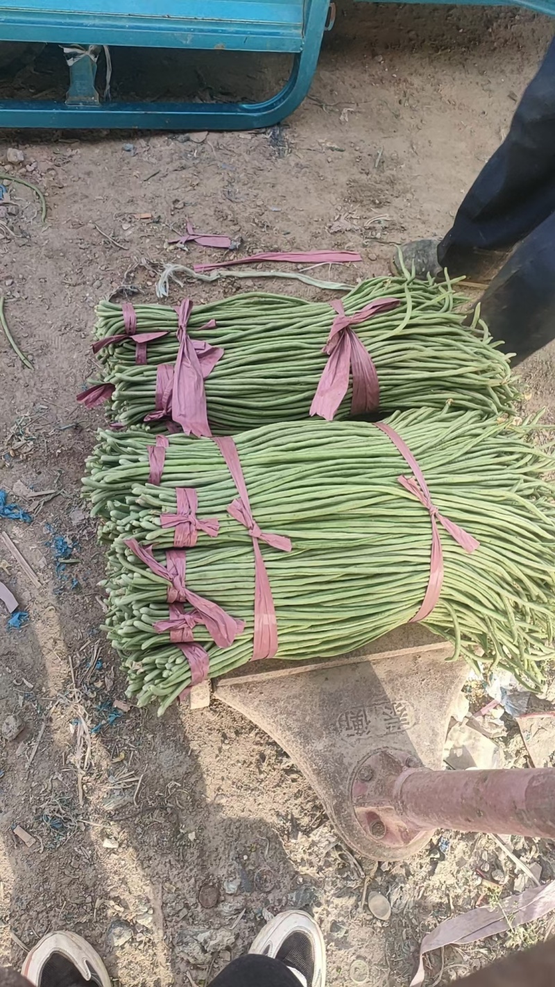 聊城长豆角大量上市中，质量好货量大，欢迎光临