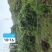 2025年正宗仙居东魁杨梅即将上市