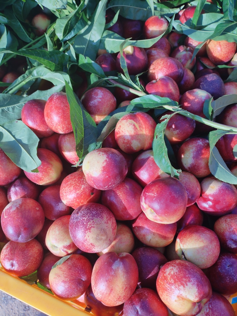 电商社区团购优选多多买菜