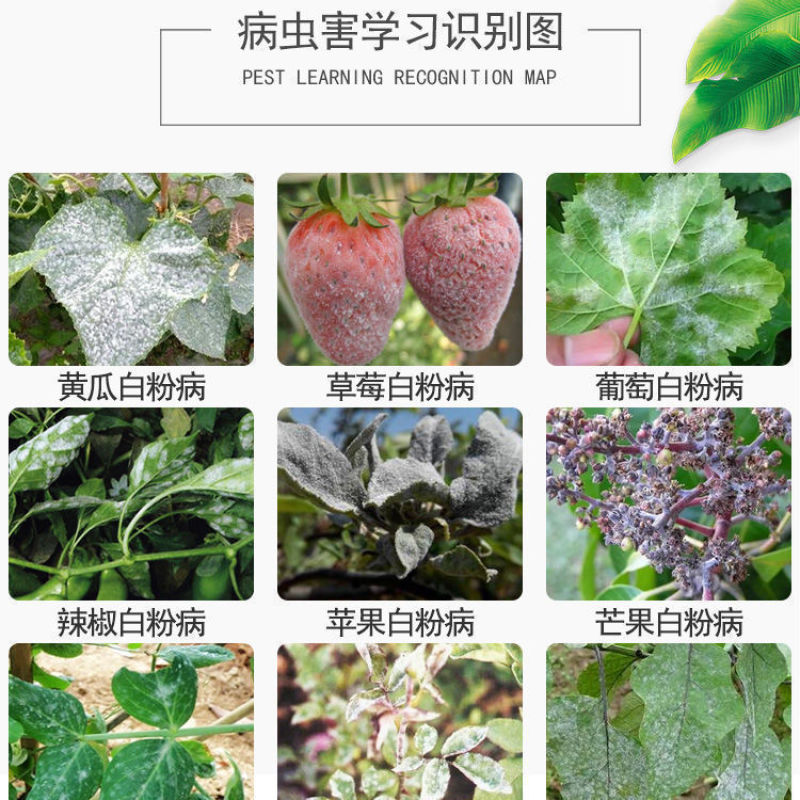 抗性白粉病专用杀菌剂农药己唑醇乙嘧酚己唑葡萄农用正品双福举克