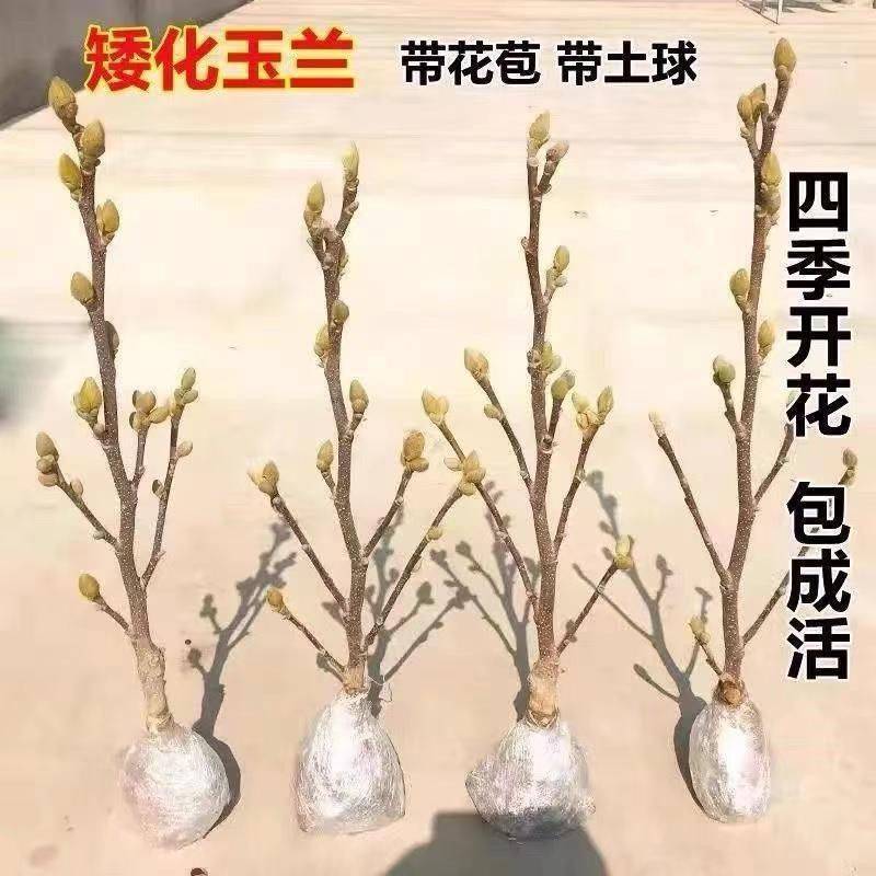 二乔玉兰紫玉兰白玉兰花树苗庭院别墅小区公园路边美好环境