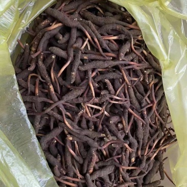 高原冬虫夏草