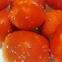 西红柿（蕃茄）