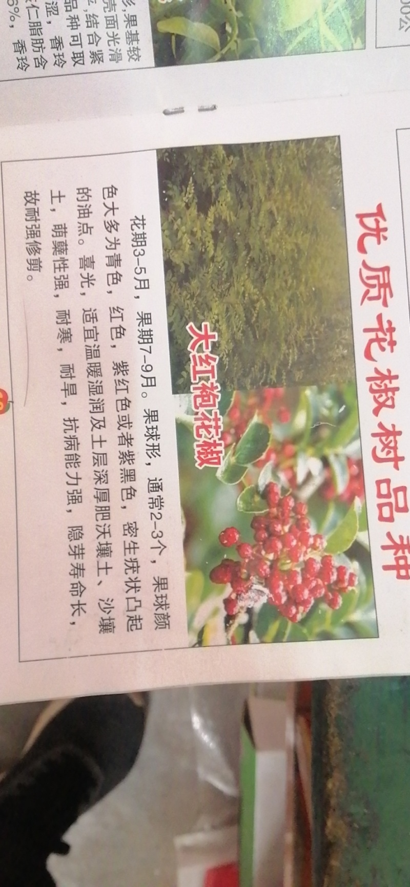 优质花椒苗麻椒苗大红袍花椒苗高产包成活