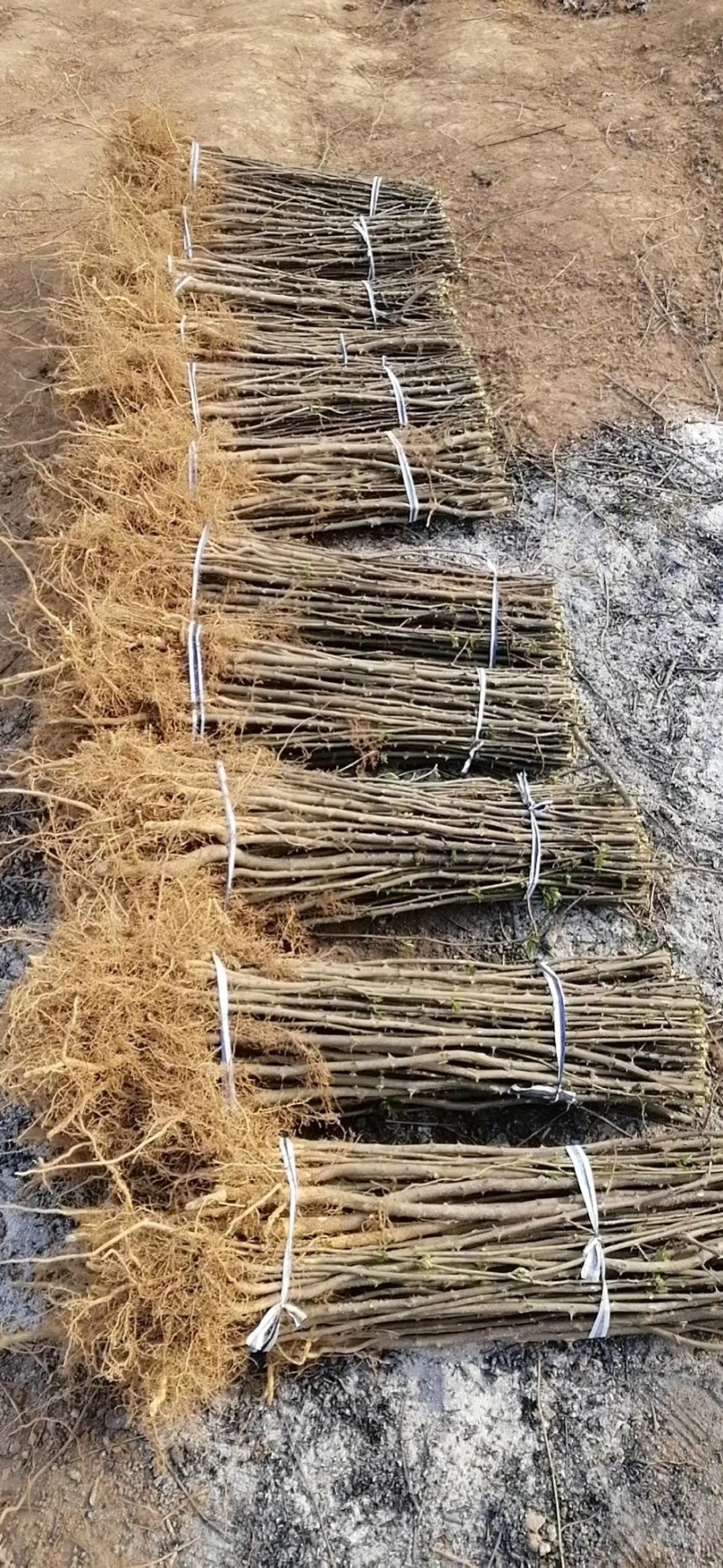 优质花椒苗麻椒苗大红袍花椒苗高产包成活
