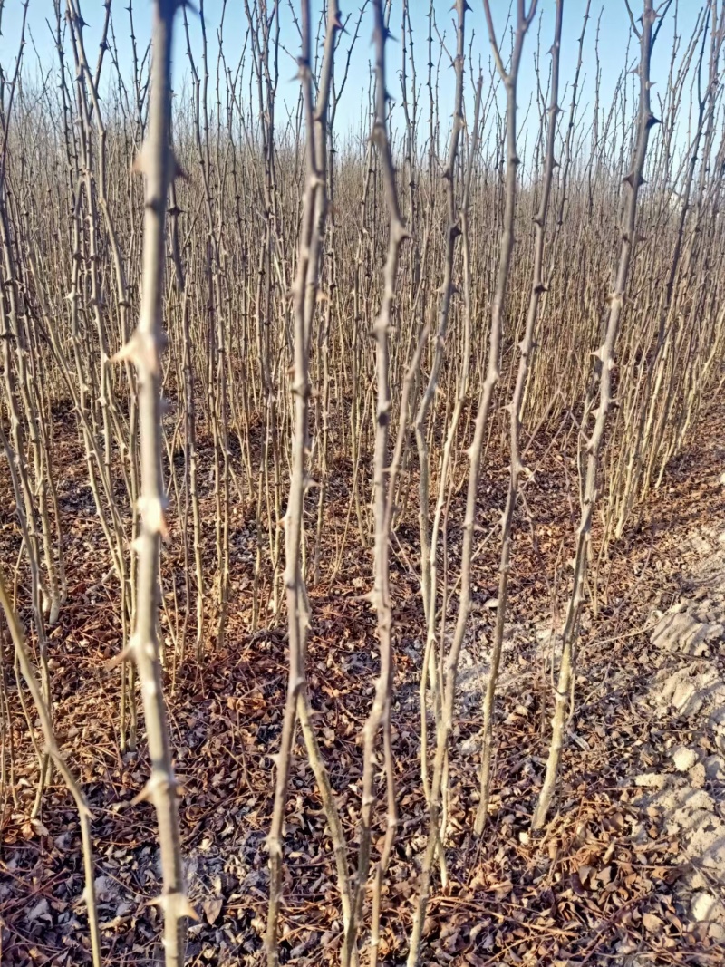 优质花椒苗麻椒苗大红袍花椒苗高产包成活