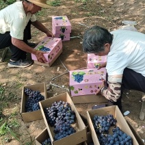 昌黎葡萄沟温室玫瑰香葡萄大量上市