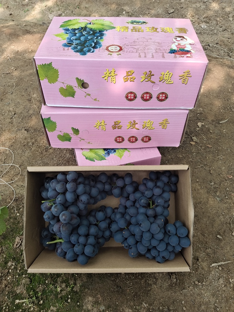昌黎葡萄沟温室玫瑰香葡萄大量上市
