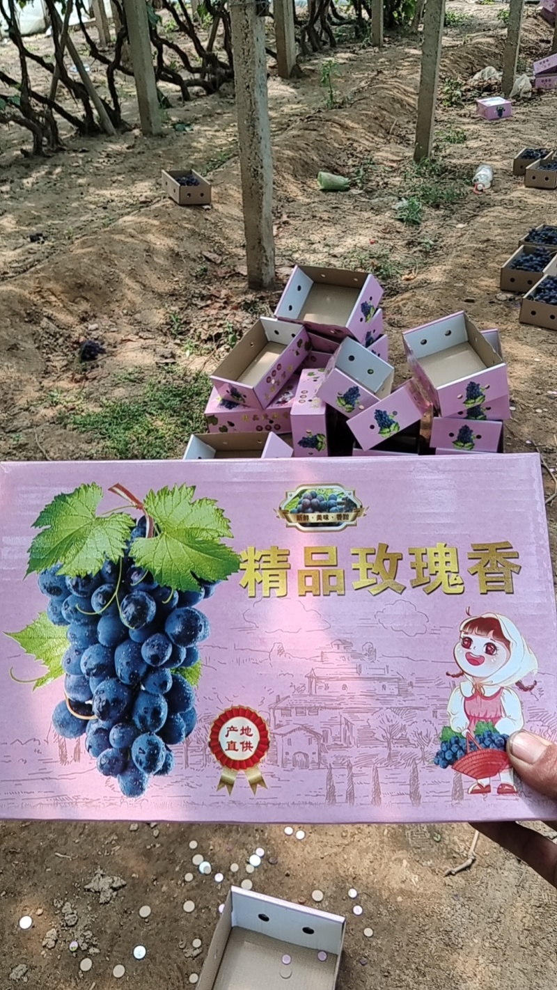 昌黎葡萄沟温室玫瑰香葡萄大量上市
