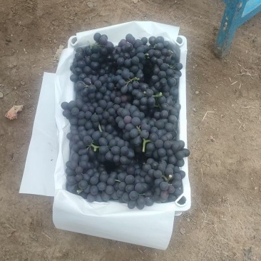 昌黎冷棚无籽玫瑰香葡萄大量上市