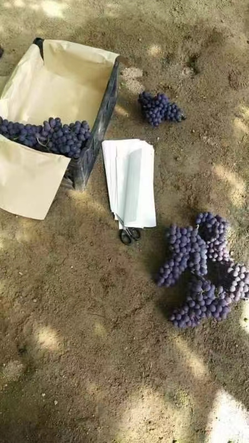 昌黎冷棚无籽玫瑰香葡萄大量上市