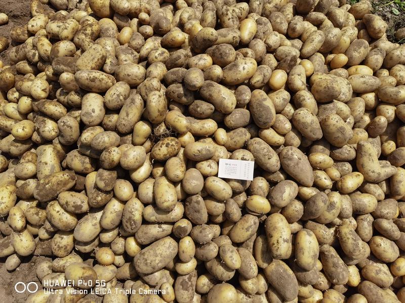 陕西汉中优质黄心土豆，现货三两起步，价格便宜量大从优！