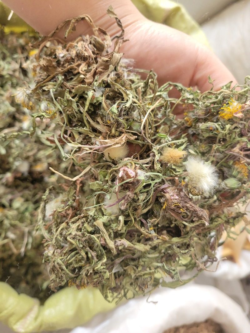 蒲公英野生蒲公英个山东七彩百草中药材批发多种规格