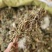 蒲公英野生蒲公英个山东七彩百草中药材批发多种规格