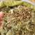 蒲公英野生蒲公英个山东七彩百草中药材批发多种规格
