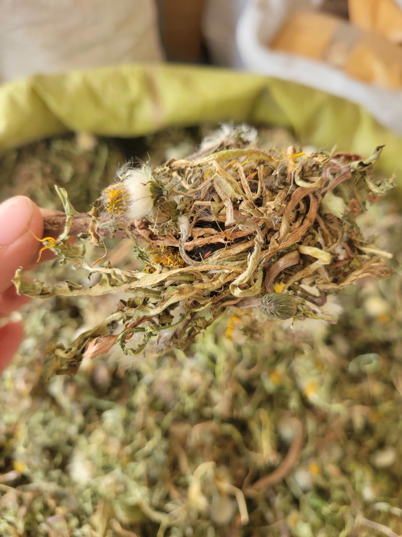蒲公英野生蒲公英个山东七彩百草中药材批发多种规格