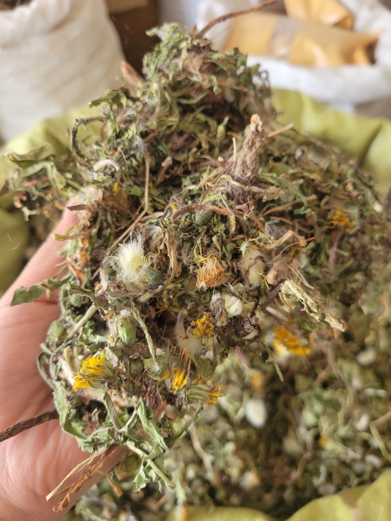 蒲公英野生蒲公英个山东七彩百草中药材批发多种规格