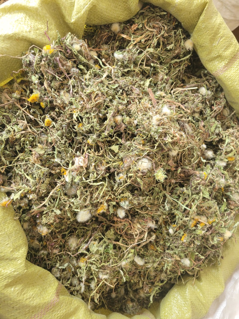 蒲公英野生蒲公英个山东七彩百草中药材批发多种规格
