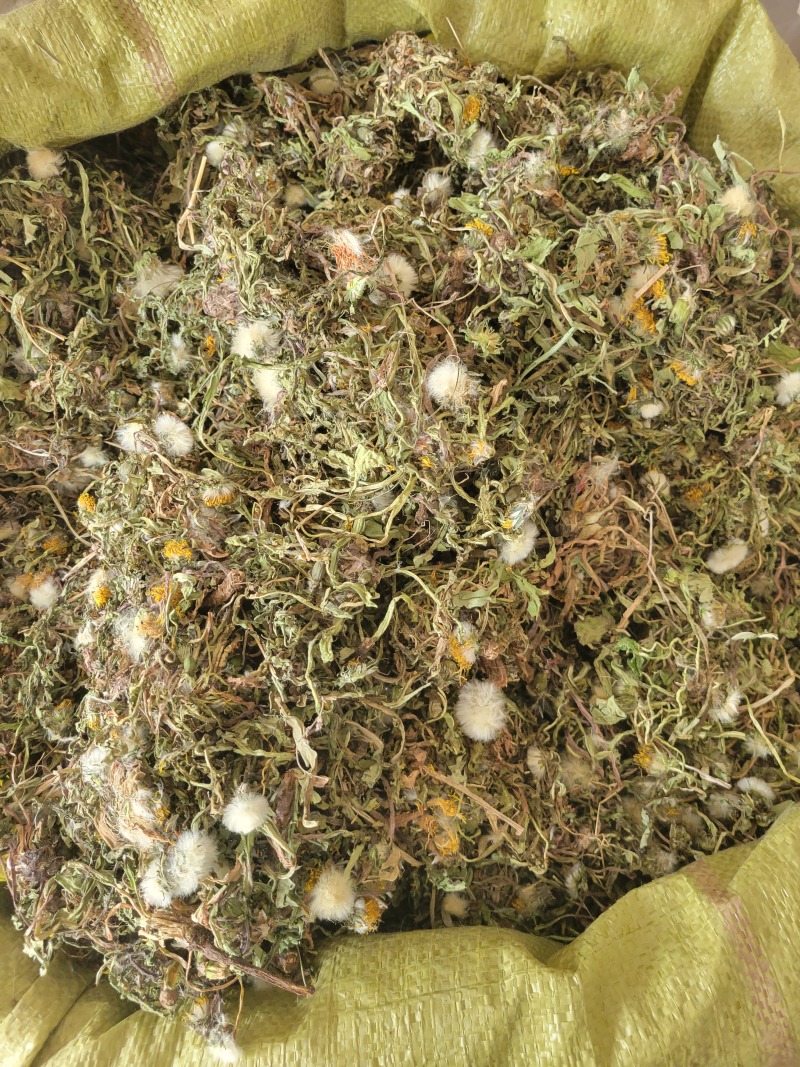蒲公英野生蒲公英个山东七彩百草中药材批发多种规格