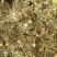 蒲公英野生蒲公英个山东七彩百草中药材批发多种规格