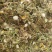 蒲公英野生蒲公英个山东七彩百草中药材批发多种规格