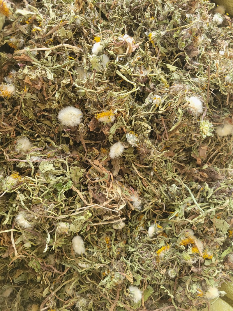 蒲公英野生蒲公英个山东七彩百草中药材批发多种规格