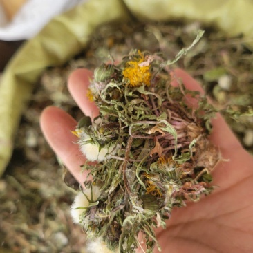 蒲公英野生蒲公英个山东七彩百草中药材批发多种规格