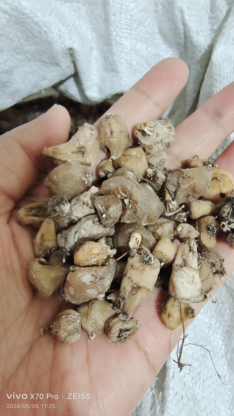 山慈菇国产干货2斤起包邮量大从优