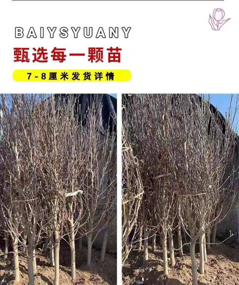 紫玉兰花大树苗室外庭院南北方种植红玉兰白玉兰耐寒热绿化工程苗