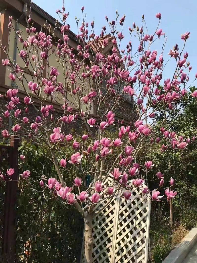 紫玉兰花大树苗室外庭院南北方种植红玉兰白玉兰耐寒热绿化工程苗