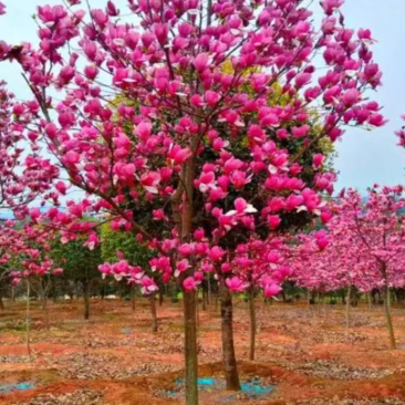 紫玉兰花大树苗室外庭院南北方种植红玉兰白玉兰耐寒热绿化工程苗