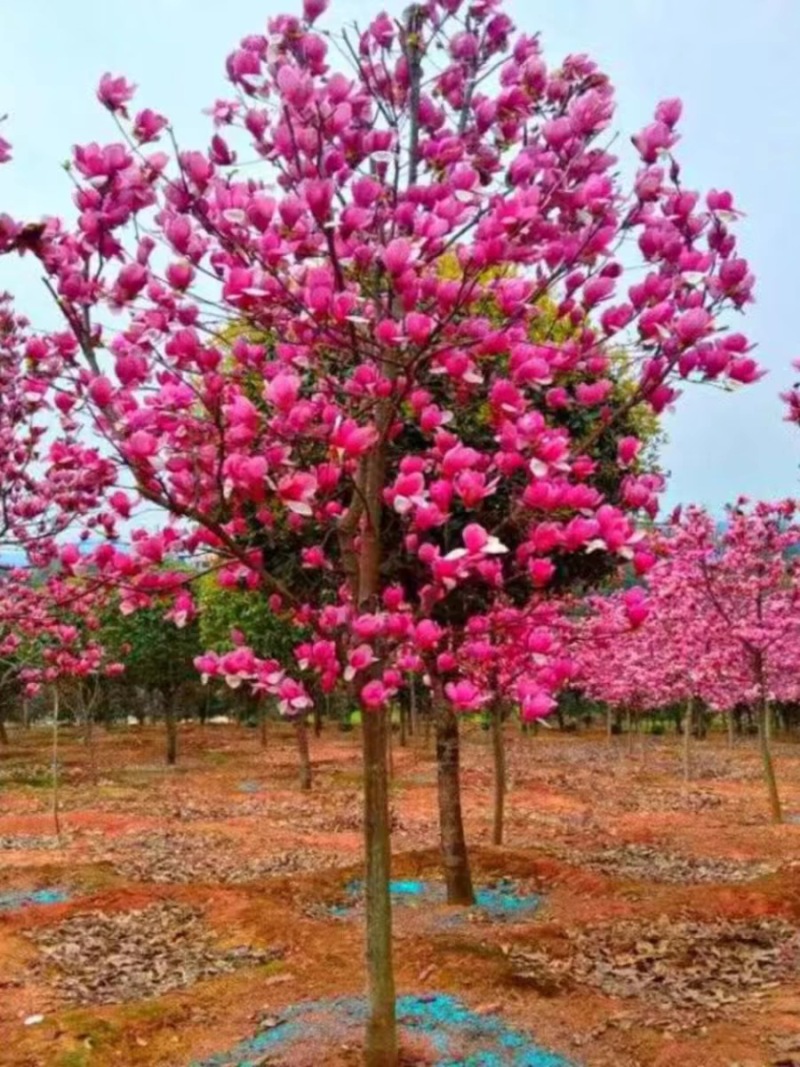 紫玉兰花大树苗室外庭院南北方种植红玉兰白玉兰耐寒热绿化工程苗