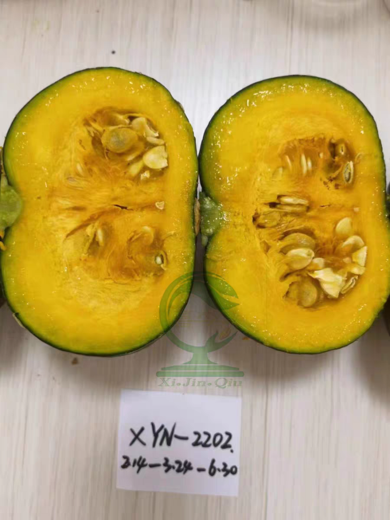 杂交一代扁圆形皮深绿肉橘黄耐储运