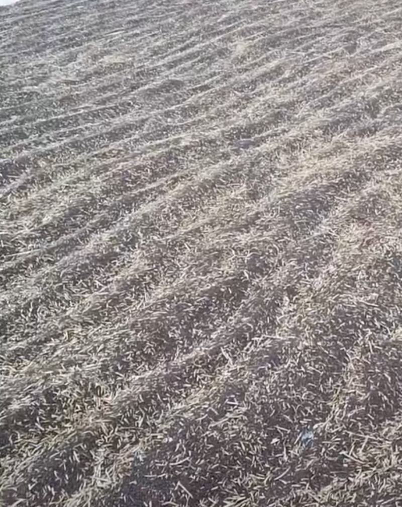 油菜籽