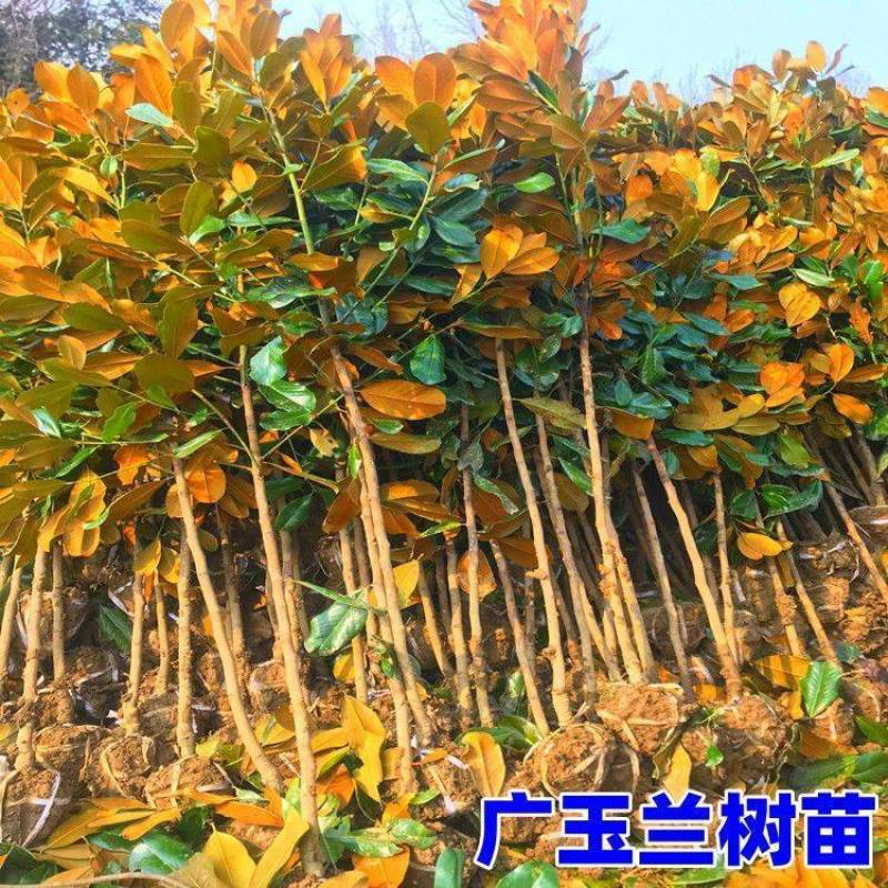 绿化苗木广玉兰树苗四季常青广玉兰盆栽玉兰树苗荷花玉兰