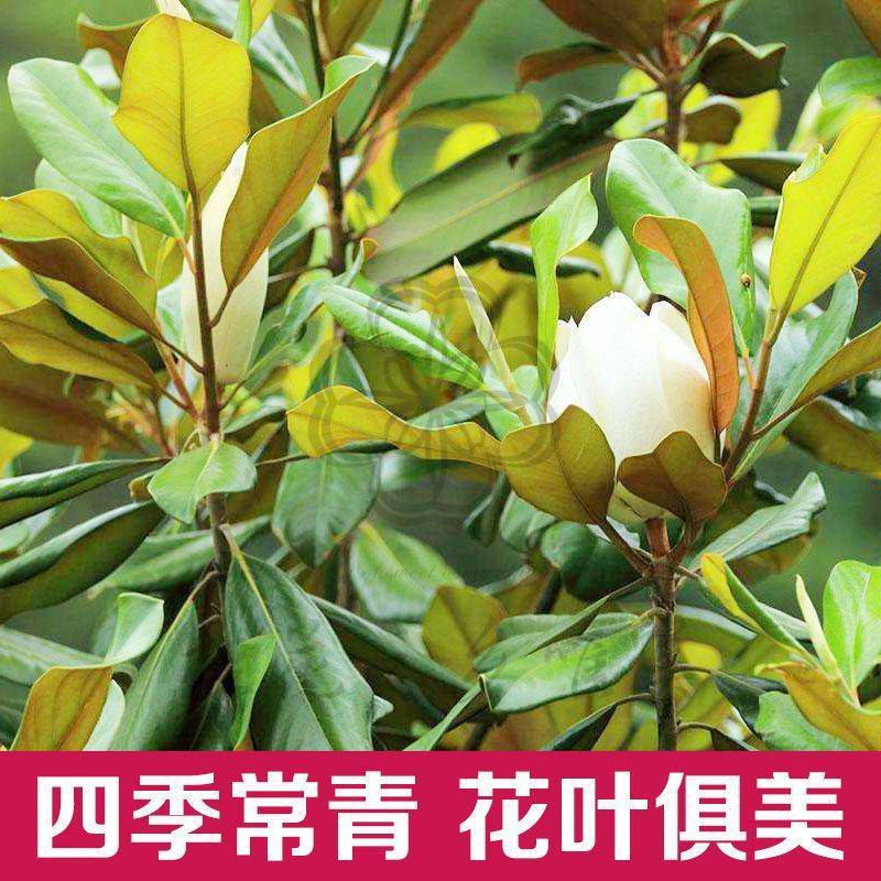 绿化苗木广玉兰树苗四季常青广玉兰盆栽玉兰树苗荷花玉兰