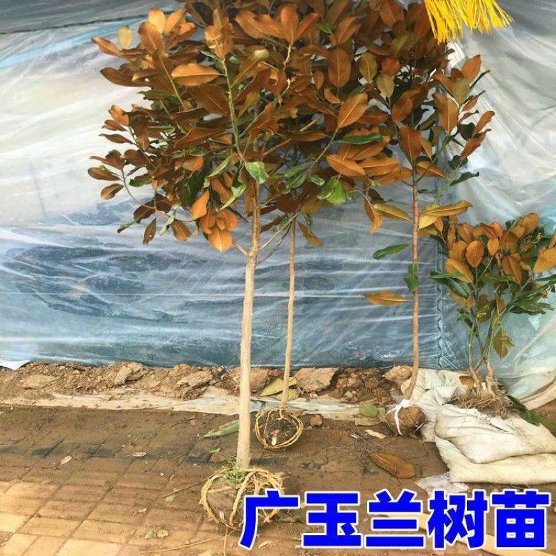 绿化苗木广玉兰树苗四季常青广玉兰盆栽玉兰树苗荷花玉兰
