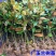 绿化苗木广玉兰树苗四季常青广玉兰盆栽玉兰树苗荷花玉兰