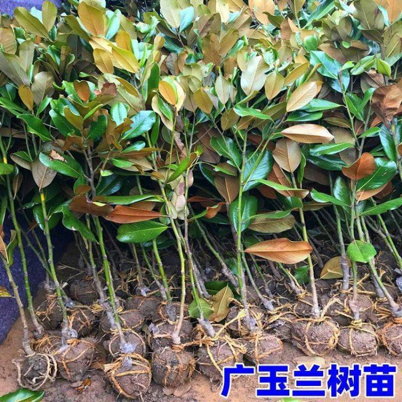 绿化苗木广玉兰树苗四季常青广玉兰盆栽玉兰树苗荷花玉兰