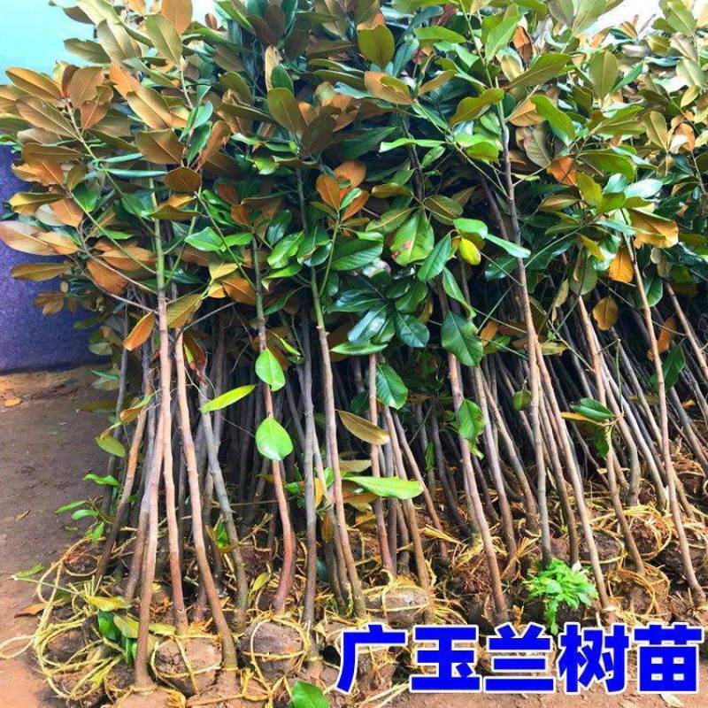 绿化苗木广玉兰树苗四季常青广玉兰盆栽玉兰树苗荷花玉兰