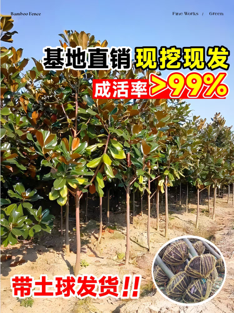 绿化苗木广玉兰树苗四季常青广玉兰盆栽玉兰树苗荷花玉兰