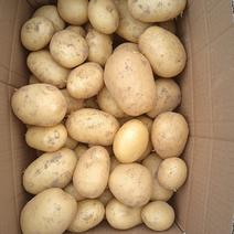 【推荐】徐州丰县黄心土豆大量上市，一手货源，可视频